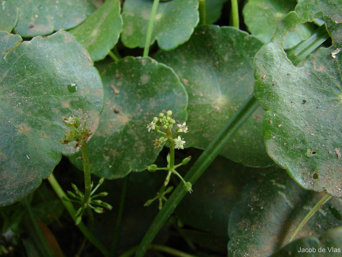 Hydrocotyle verticillata Thunb.